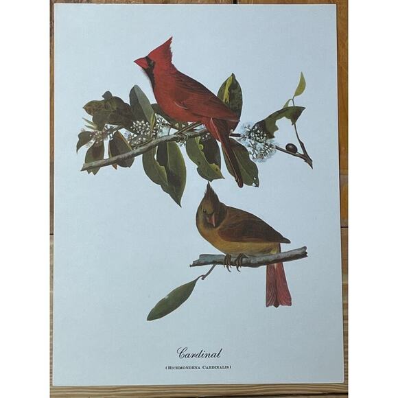 2 Vintage Beautiful Bird Prints Art. Cardinal, Warblers, blue birds. Wall Decor - Picture 3 of 9
